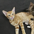 家有小奶猫，求领养！！！！_4