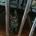 家有小奶猫，求领养！！！！_2