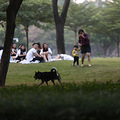 不规范养狗致伤人事件频发，怎么破？_2