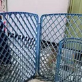 谁说贵宾没有任何运动能力？萌宠贵宾给你表演，什么叫做一秒越狱