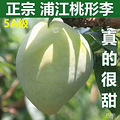 期待了一年的浦江特产桃形李上市啦_5