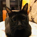带猫回家后，我成了一个“孤儿”。_0