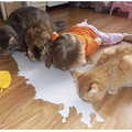 猫：我妈已经三天没打我了…_2