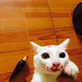 猫：我妈已经三天没打我了…_0