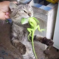 猫：我妈已经三天没打我了…_3