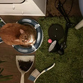 猫：我妈已经三天没打我了…_4
