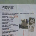 猫：我妈已经三天没打我了…_1