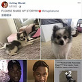 陪伴女生多年的狗狗，在情侣感情失败后，狗狗居然被男友卖了_3
