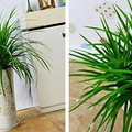 大易风水：什么植物不能养在家里 这些植物需注意