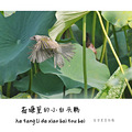 荷塘里的小白头鹎（2）_0