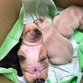 家养法国斗牛犬，20多天了