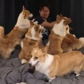 男子养了八条柯基，结果找不到对象了..._0