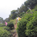 杭州最美森林古道，你走过哪几条呢？_0