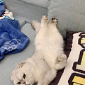 “我养了折耳猫1174天，都是赚来的…”_0