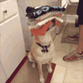 荒唐！松狮犬染色变成“熊猫狗”，这是宠物咖啡馆开设的新业务…_2