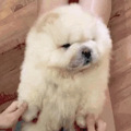 荒唐！松狮犬染色变成“熊猫狗”，这是宠物咖啡馆开设的新业务…_1