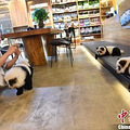 荒唐！松狮犬染色变成“熊猫狗”，这是宠物咖啡馆开设的新业务…_0