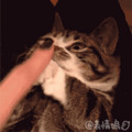 听说紧急避孕药伤害并不大，每次啪后都靠它？_1