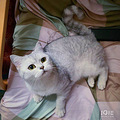 家里 英短银渐层小猫生了，养不了这么多，免费领养。_0