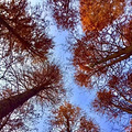 【精彩户外】12.1号（周日）余姚四明湖红杉林~休闲游_1