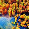 【精彩户外】12.1号（周日）余姚四明湖红杉林~休闲游_0