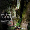 为什么要选择喝云南古树普洱茶_0
