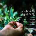 为什么要选择喝云南古树普洱茶_1