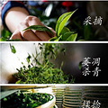 为什么要选择喝云南古树普洱茶_2