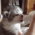 我再和你们说一遍！不能养奶猫！_0