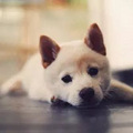 狗狗乱拉乱尿该怎么办？怎么纠正训练，看这里！_3