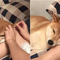 阿柴只要听到这两字，就会主动乖乖躺好，不信你试试_0