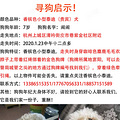 【寻狗启事】3000赏金寻找香槟色小泰迪一只