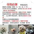 【寻狗启事】3000寻狗，杭州上城区走失一只香槟色泰迪_1