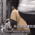 用哈士奇做“弃养实验”，最后的结局大家都哭了_0