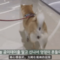 网友带狗子吃大餐竟是为了骗狗打疫苗，狗：果然没有免费的午餐！_0