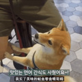 网友带狗子吃大餐竟是为了骗狗打疫苗，狗：果然没有免费的午餐！_1