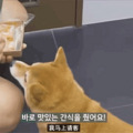 网友带狗子吃大餐竟是为了骗狗打疫苗，狗：果然没有免费的午餐！_4