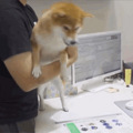 网友带狗子吃大餐竟是为了骗狗打疫苗，狗：果然没有免费的午餐！_5