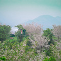 【踏春出游】雨天的惊喜！我在余杭经历了一场漫山的“樱花雪”_5