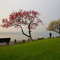 白堤桃花_2