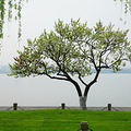白堤桃花_0