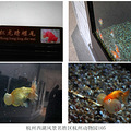 杭州西湖风景名胜区杭州动物园（六）_4