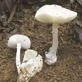 出一趟门，一家5口全中招！这年头还有比“新冠”更狡猾的毒_5