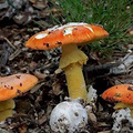 出一趟门，一家5口全中招！这年头还有比“新冠”更狡猾的毒_2
