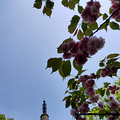 路过_3