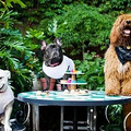深度！养犬高度文明，但领养狗手续很麻烦！为何主人还喜欢领养？_0