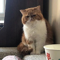 世界未解之谜：猫猫有脖子吗？_0