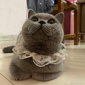 世界未解之谜：猫猫有脖子吗？_4