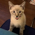 世界未解之谜：猫猫有脖子吗？_5