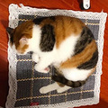 世界未解之谜：猫猫有脖子吗？_2